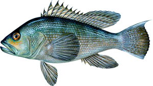 Black Sea Bass