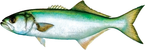 Bluefish