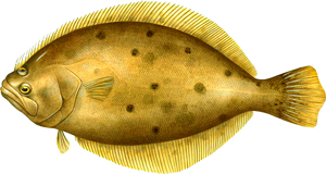 Fluke