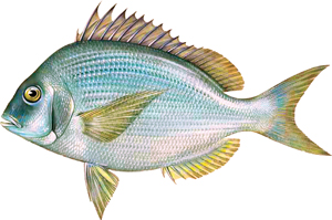 Scup