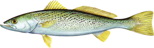 Weakfish