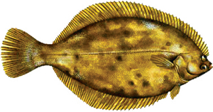 Winter Flounder